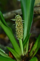 Rohdea fargesii
