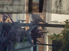 Streptopelia senegalensis