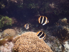 Chaetodon tricinctus