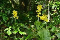 Calanthe striata