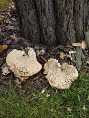 Cerioporus squamosus