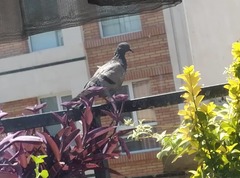 Columba livia domestica