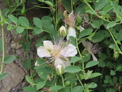Capparis spinosa spinosa