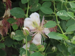 Capparis spinosa spinosa