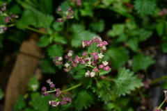 Nanocnide japonica