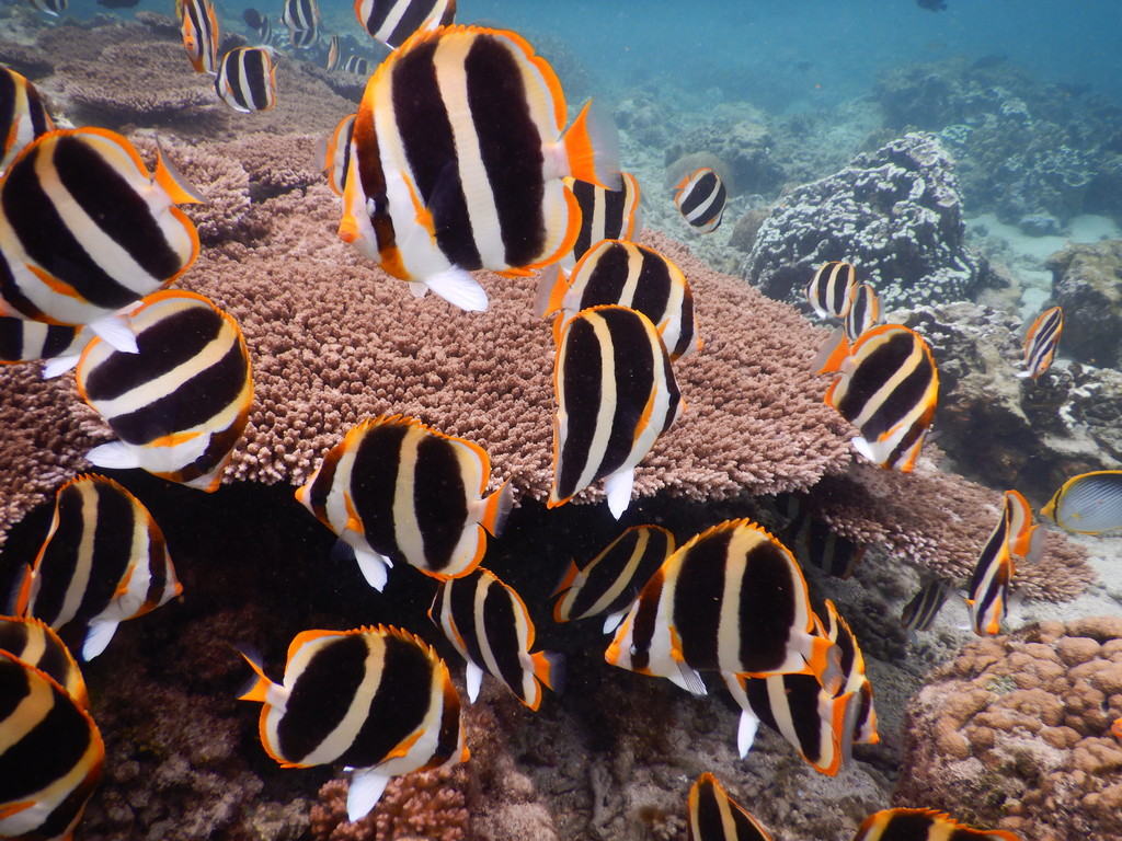 Threeband butterflyfish (Chaetodon tricinctus) — Chaetodontidae
