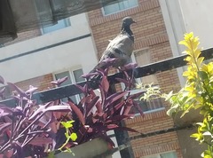 Columba livia domestica