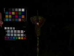 Amorphophallus kiusianus