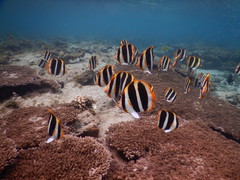 Chaetodon tricinctus