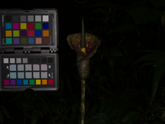 Amorphophallus kiusianus