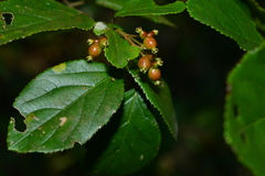 Viburnum taitoense
