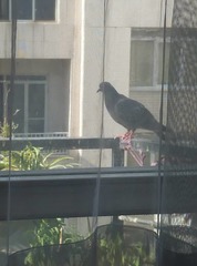Columba livia domestica
