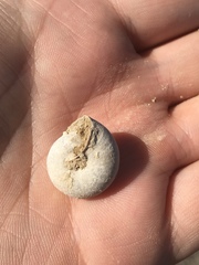 Helminthoglypta carpenteri