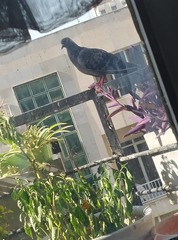 Columba livia domestica