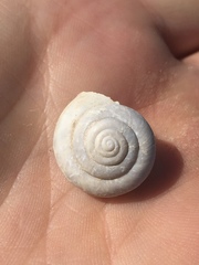 Helminthoglypta carpenteri