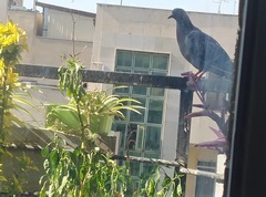 Columba livia domestica