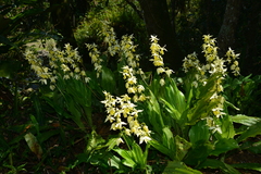 Calanthe hsinchuensis