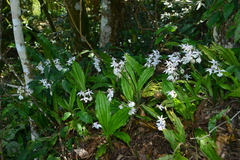 Calanthe arisanensis