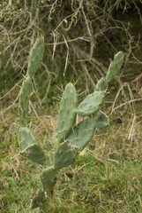 Opuntia elata