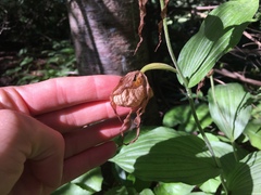 Cypripedium parviflorum