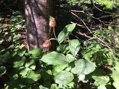 Cypripedium parviflorum