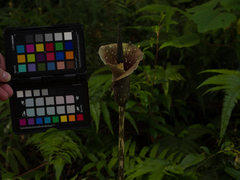 Amorphophallus kiusianus