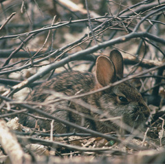 New England Cottontail photo 2