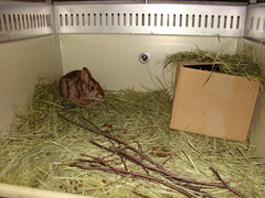 New England Cottontail photo 3