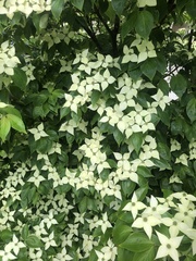 Cornus kousa