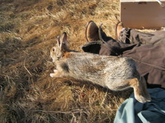 New England Cottontail photo 4