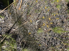 Utricularia cornuta