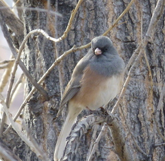 Junco hyemalis mearnsi