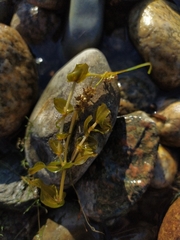 Potamogeton perfoliatus