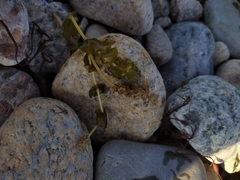Potamogeton perfoliatus