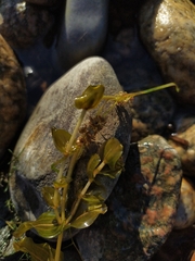 Potamogeton perfoliatus