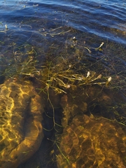 Potamogeton perfoliatus