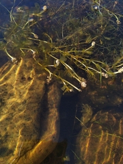Potamogeton perfoliatus