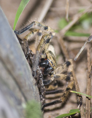 Polybetes pythagoricus