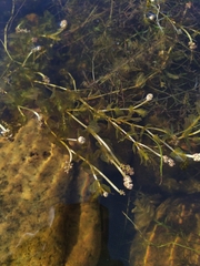 Potamogeton perfoliatus