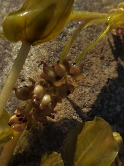 Potamogeton perfoliatus