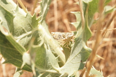 Cicadatra hyalina