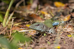 Ameiva ameiva