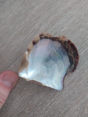 Pinctada imbricata