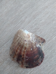 Pinctada imbricata