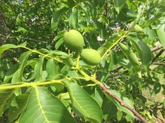 Juglans regia