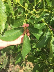 Juglans regia