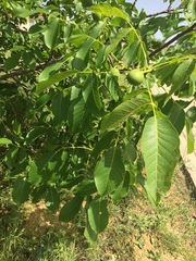 Juglans regia