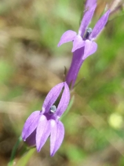 Lobelia urens