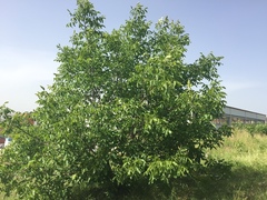 Juglans regia