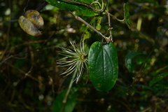 Clematis henryi